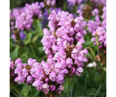 Brunel - Prunella grandiflora 'Loveliness'
