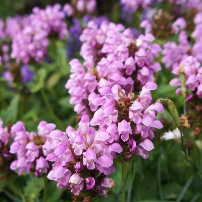 Brunel - Prunella grandiflora 'Loveliness'