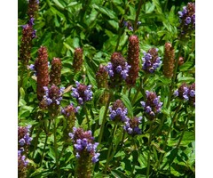 Bijenkorfje - Prunella webbiana 'Gruss Aus Isernhagen'