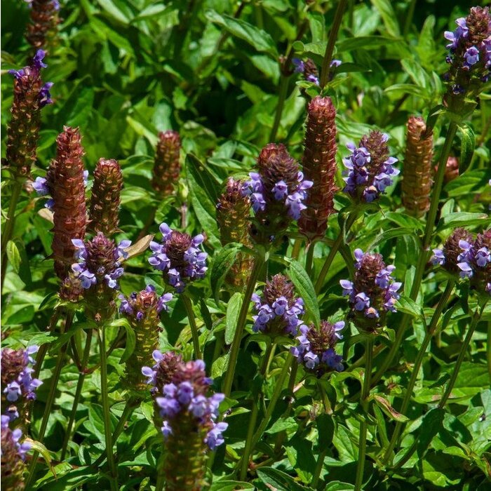 Bijenkorfje - Prunella webbiana 'Gruss Aus Isernhagen'