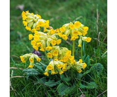 Gulden sleutelbloem - Primula veris