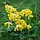 Gulden sleutelbloem - Primula veris