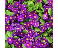 Japanse sleutelbloem - Primula japonica 'Wanda'