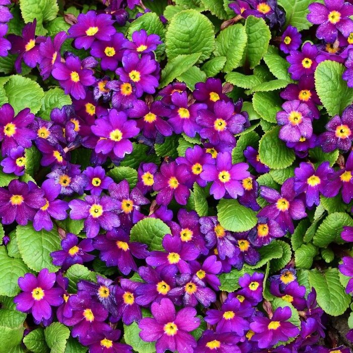 Japanse sleutelbloem - Primula japonica 'Wanda'
