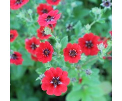 Ganzerik - Potentilla 'Gibson's Scarlet'
