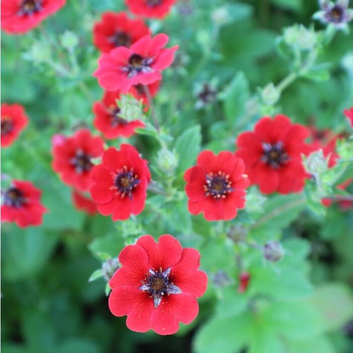 Ganzerik - Potentilla 'Gibson's Scarlet'