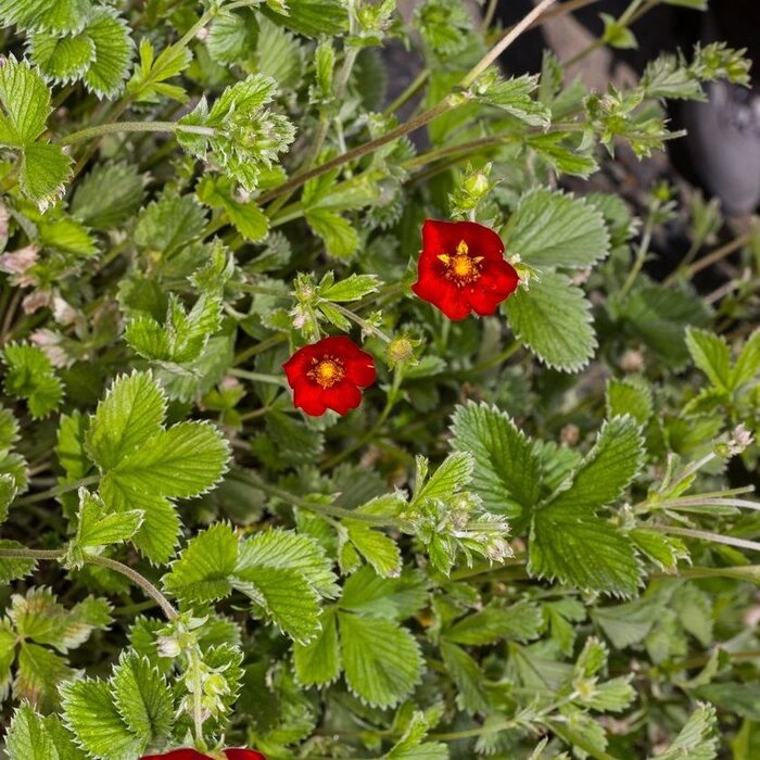 Ganzerik - Potentilla 'Gibson's Scarlet'