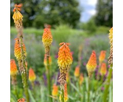 Vuurpijl - Kniphofia 'Papaya Popsicle'