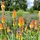 Vuurpijl - Kniphofia 'Papaya Popsicle'