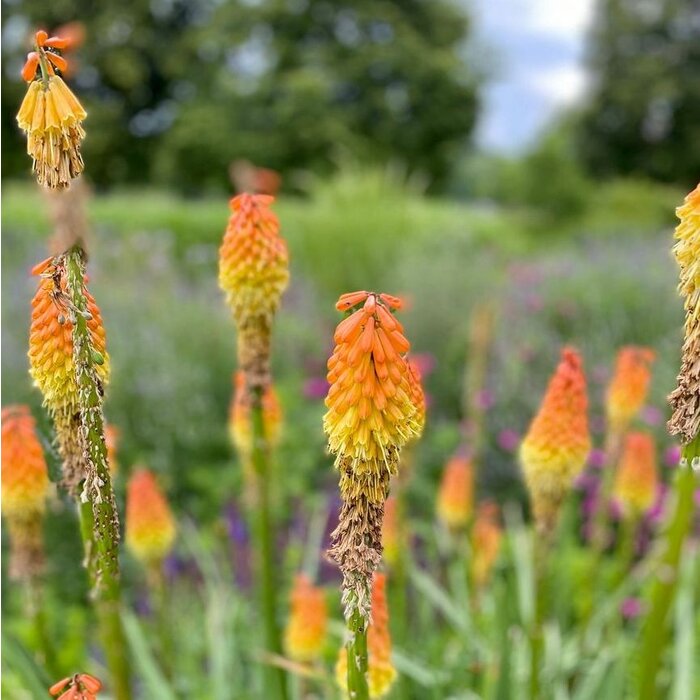 Vuurpijl - Kniphofia 'Papaya Popsicle'
