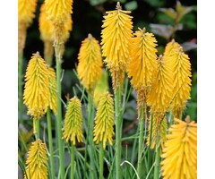 Vuurpijl - Kniphofia 'Mango Popsicle'