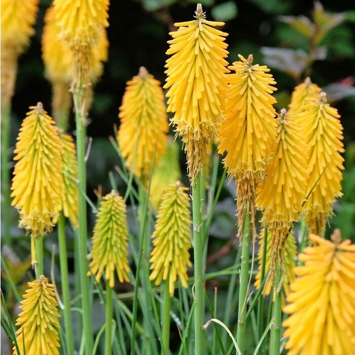 Vuurpijl - Kniphofia 'Mango Popsicle'