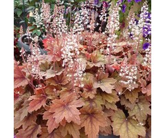 Purperklokje - Heucherella 'Sweet Tea'