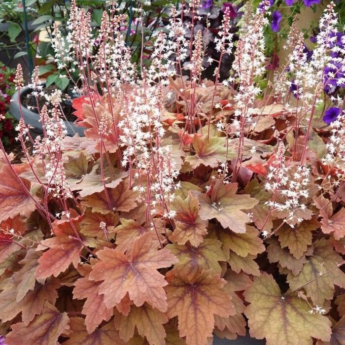 Purperklokje - Heucherella 'Sweet Tea'