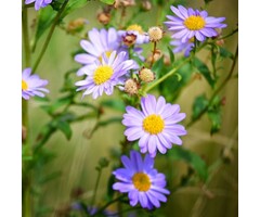 Zomeraster - Kalimeris mongolica 'Antonia'