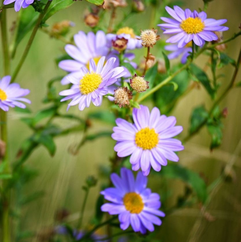 Zomeraster - Kalimeris mongolica 'Antonia'