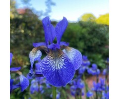 Siberische lis - Iris sibirica 'Blue King'