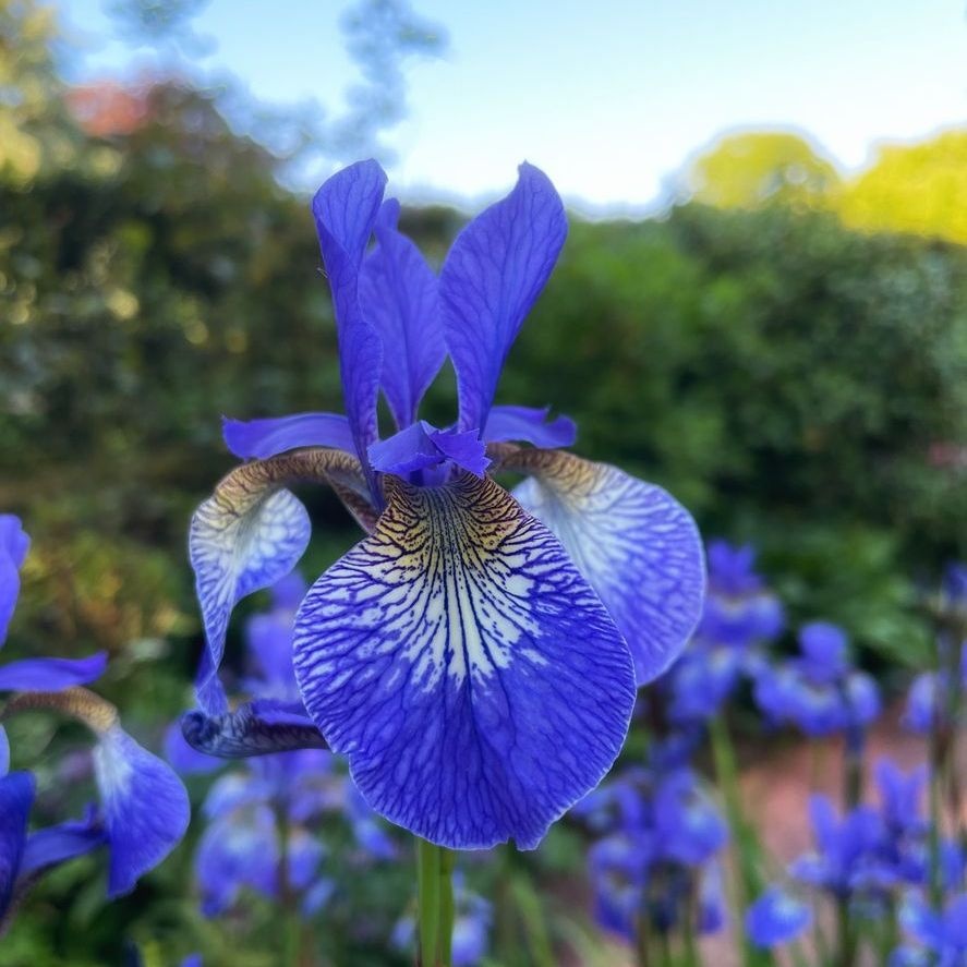 Siberische lis - Iris sibirica 'Blue King'