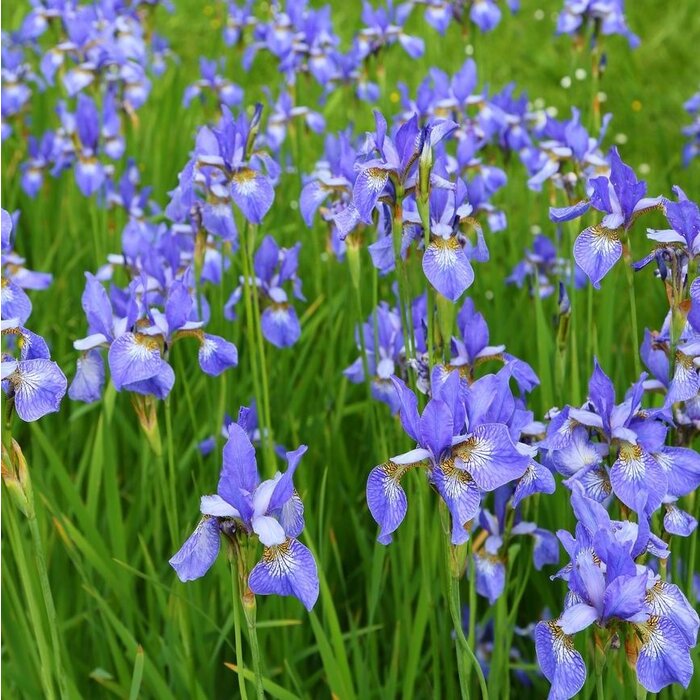 Siberische lis - Iris sibirica 'Blue King'