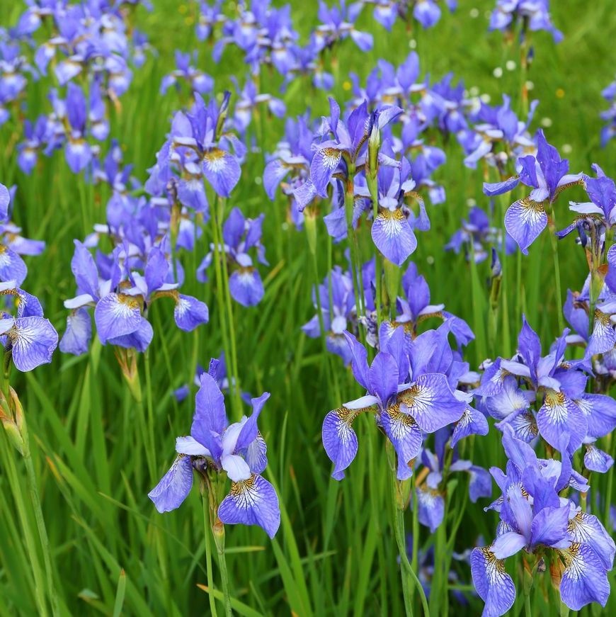 Siberische lis - Iris sibirica 'Blue King'