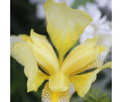 Baardiris - Iris (G) 'Sangreal'