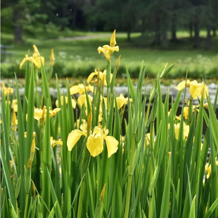 Baardiris - Iris (G) 'Sangreal'