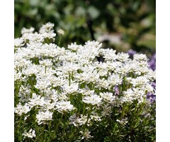 Scheefkelk - Iberis sempervirens 'Weisser Zwerg'