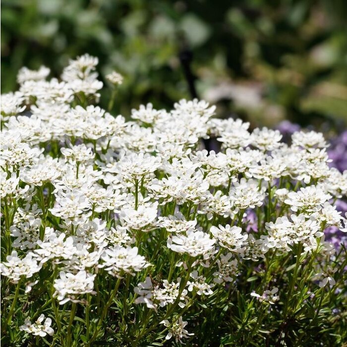 Scheefkelk - Iberis sempervirens 'Weisser Zwerg'
