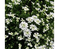 Scheefkelk - Iberis sempervirens