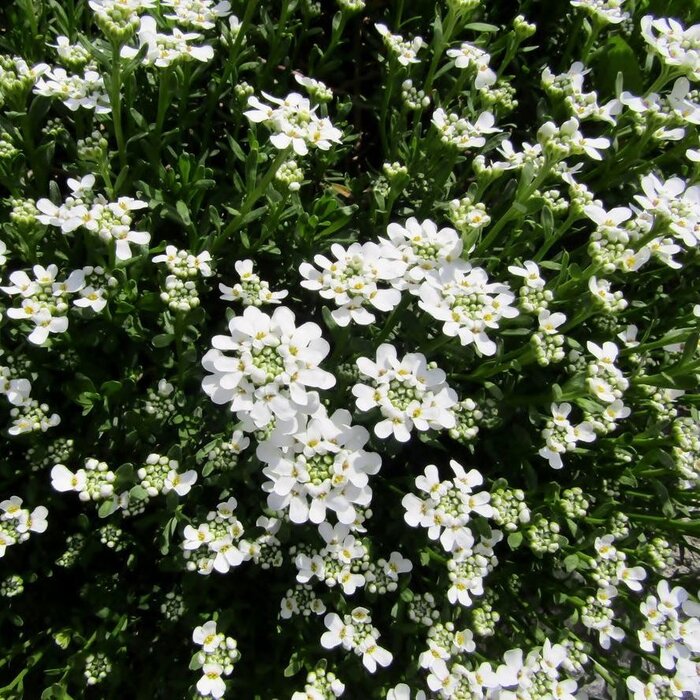 Scheefkelk - Iberis sempervirens