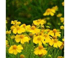 Helenium 'Pumilum Magnificum' - Zonnekruid