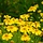 Helenium 'Pumilum Magnificum' - Zonnekruid