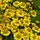 Helenium helena Gold - Zonnekruid