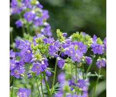 Jakobsladder - Polemonium 'Bressingham Purple'