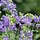 Jakobsladder - Polemonium 'Bressingham Purple'