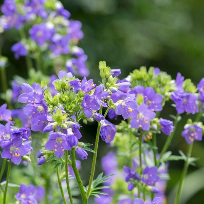 Jakobsladder - Polemonium 'Bressingham Purple'