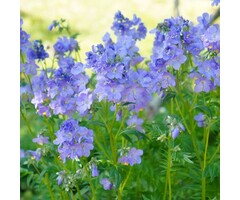 Jakobsladder - Polemonium caeruleum