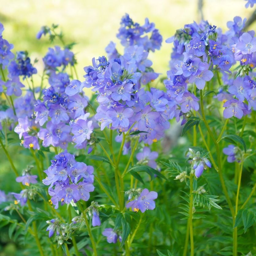 Jakobsladder - Polemonium caeruleum