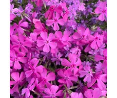 Vlambloem - Phlox subulata 'Temiskaming'
