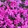 Vlambloem - Phlox subulata 'Temiskaming'