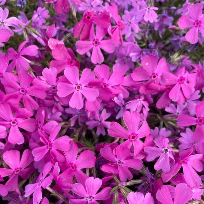 Vlambloem - Phlox subulata 'Temiskaming'