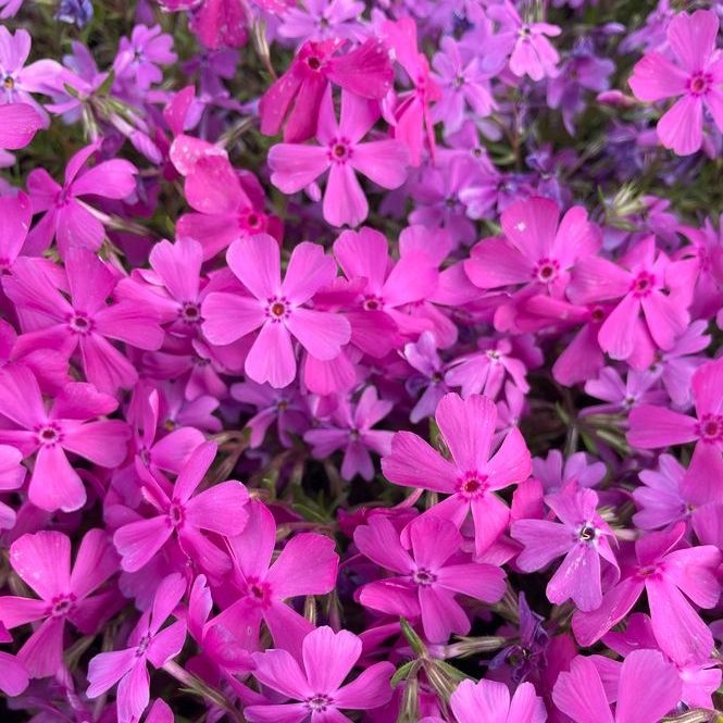 Vlambloem - Phlox subulata 'Temiskaming'