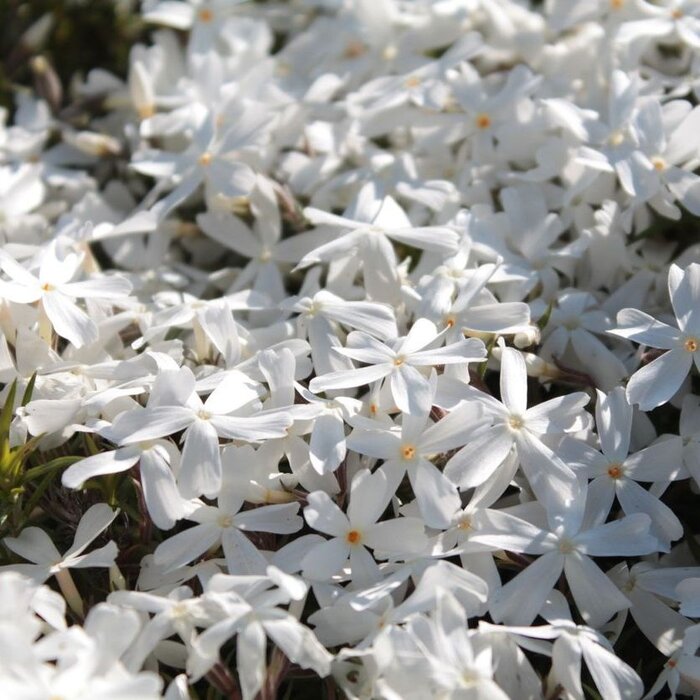 Vlambloem - Phlox subulata 'Maischnee'