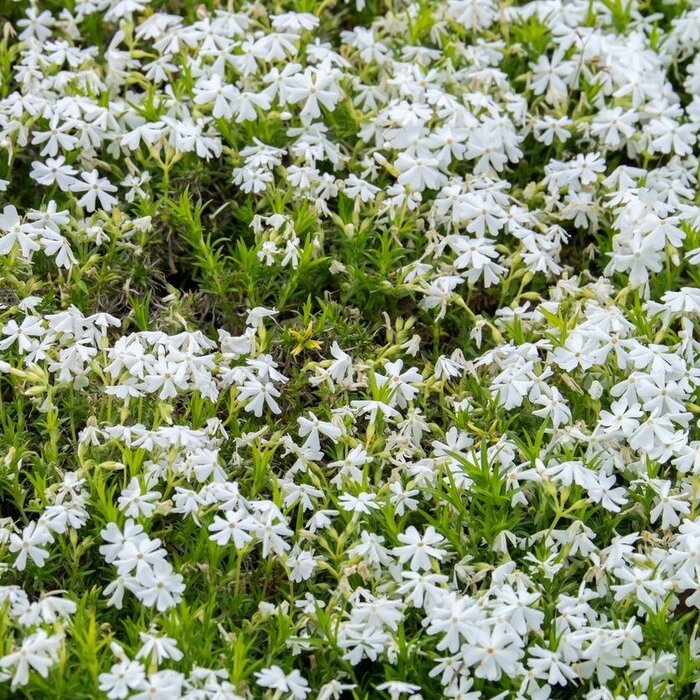 Vlambloem - Phlox subulata 'Maischnee'