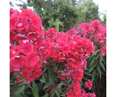 Vlambloem - Phlox paniculata 'Tenor'