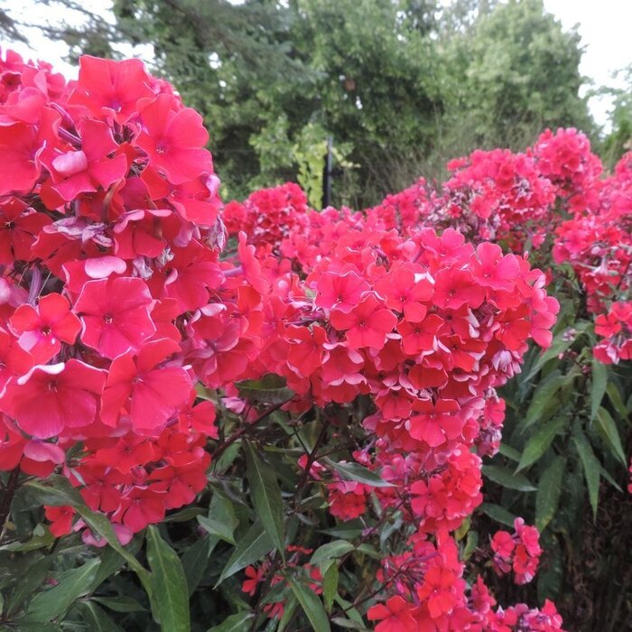 Vlambloem - Phlox paniculata 'Tenor'