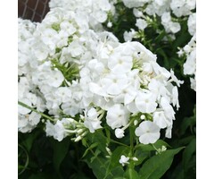 Vlambloem - Phlox paniculata 'Rembrandt'