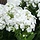 Vlambloem - Phlox paniculata 'Rembrandt'