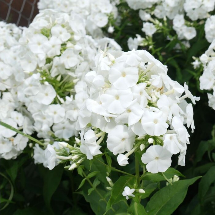 Vlambloem - Phlox paniculata 'Rembrandt'