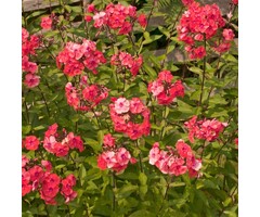 Vlambloem - Phlox paniculata 'Orange Perfection'